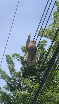 sloth holding onto power lines mid air - forest trees and blue sky in background