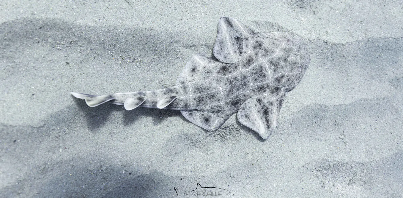 L’un des derniers refuges du requin ange de mer révélé grâce à des pêcheurs corses L’un des derniers refuges du requin ange de mer révélé grâce à des pêcheurs corses