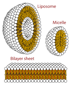 Illustration of a liposome (a sphere made of two layers of a sheet of smaller spheres with dangling threads attached to form a follow center), a micelle (a sphere made of a sheet of smaller spheres), and a bilayer sheet (two layers of a sheet of smaller spheres)