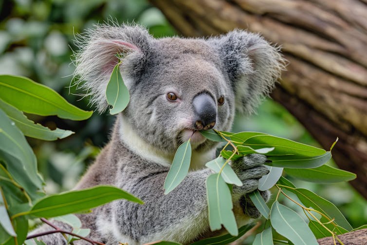 koala eating leaves