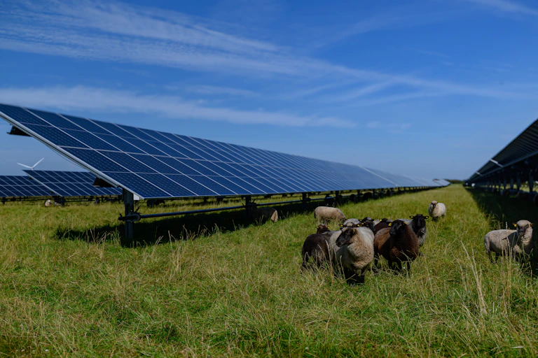 Sheep standing next to rows of solar panels in a field.