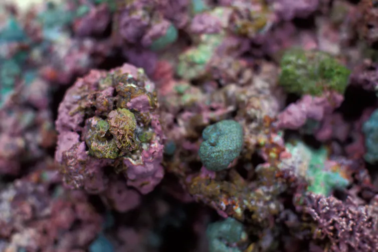 close up of purple coral reef