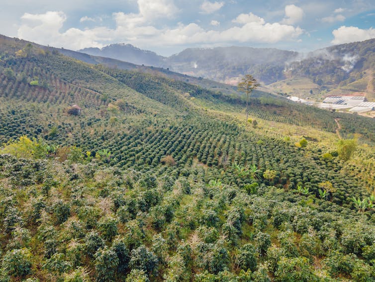 View of green hillside with mountainous backdrop.