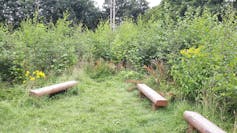 The tiny forest in Tychwood, Oxfordshire in 2022, two years after saplings were planted.