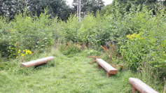 The tiny forest in Tychwood, Oxfordshire in 2022, two years after saplings were planted.