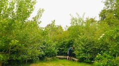 Tychwood tiny forest with bigger trees