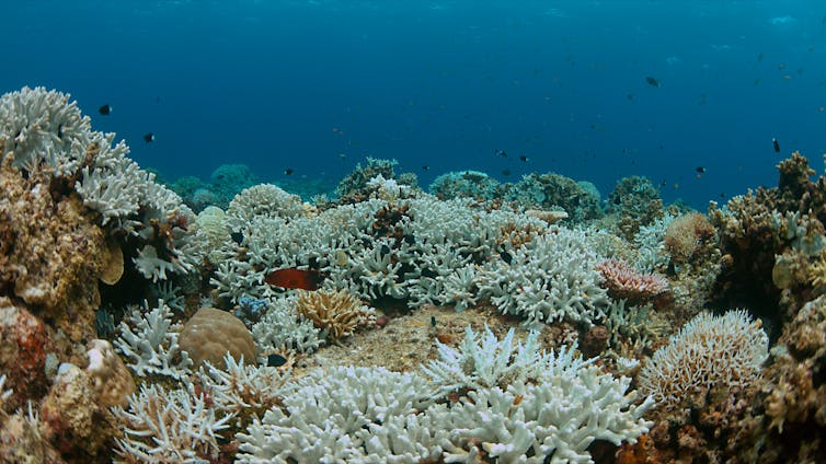 A bleached coral reef.
