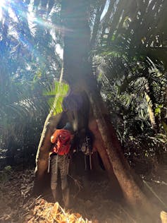 person stands at base of tree peeking into hollow area where bats live