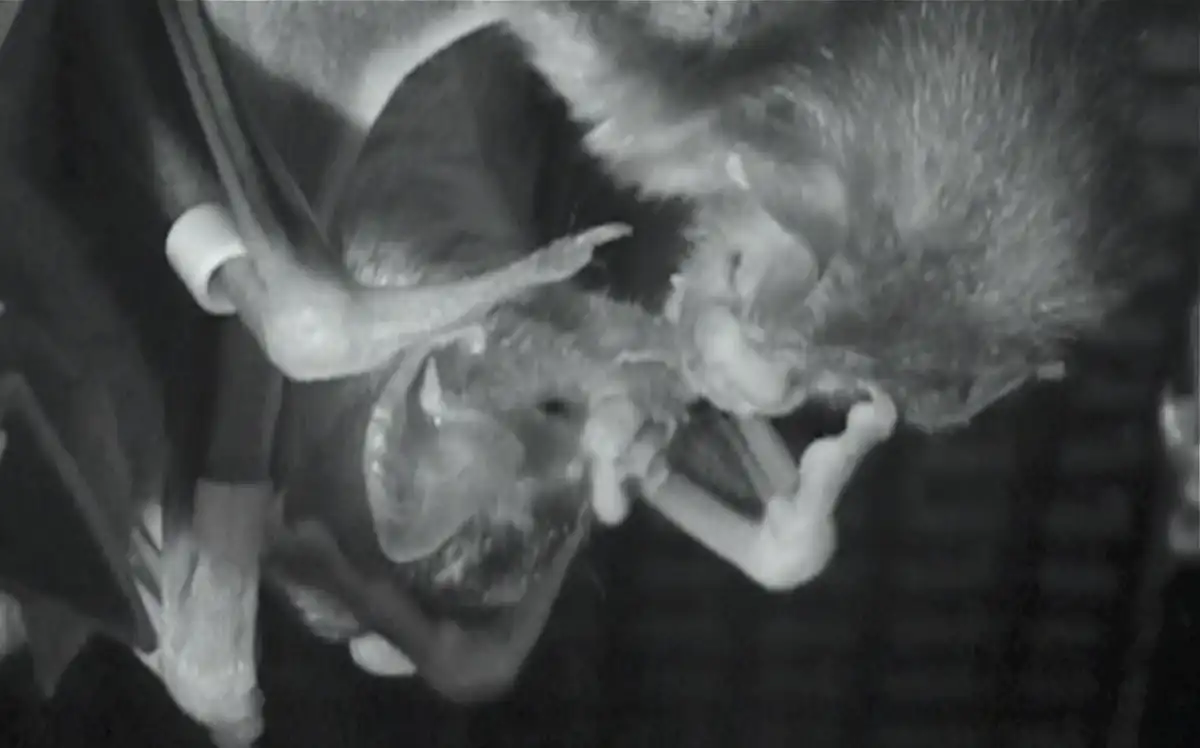 The Conversation Vampire Bats Look Beyond The Fangs And Blood To See the-conversation-vampire-bats-look-beyond-the-fangs-and-blood-to-see