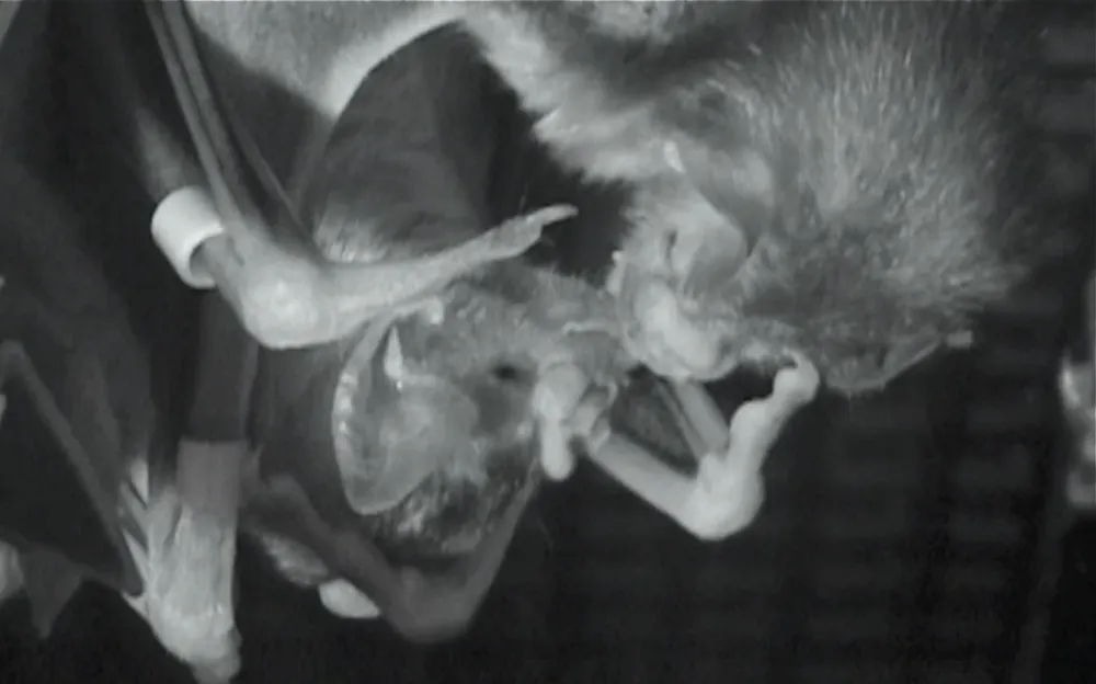 Vampire bats β look beyond the fangs and blood to see animal ...