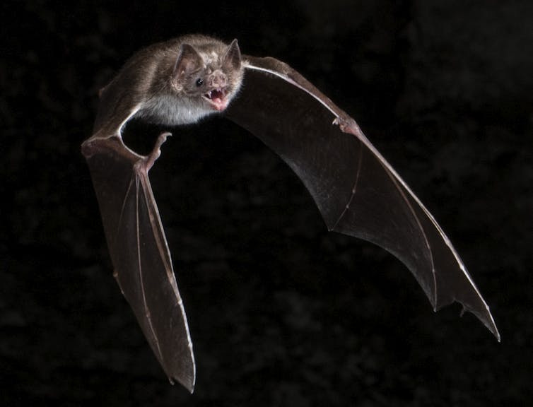 vampire bat in flight