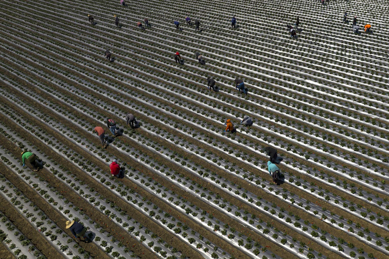 Migrant workers pick strawberries near San Francisco, California.