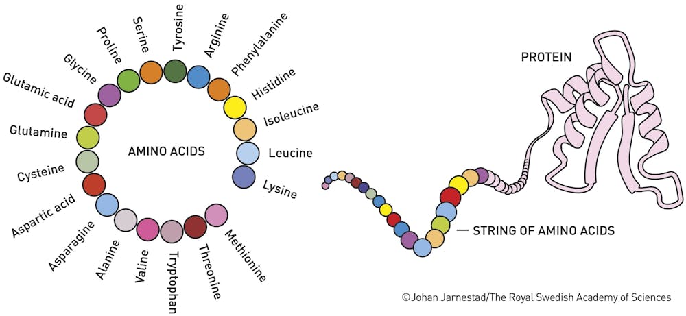 Machine learning cracked the protein-folding problem and won the 2024 ...