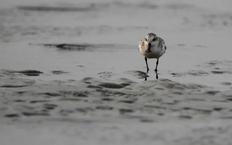A wading bird on a mudflat.