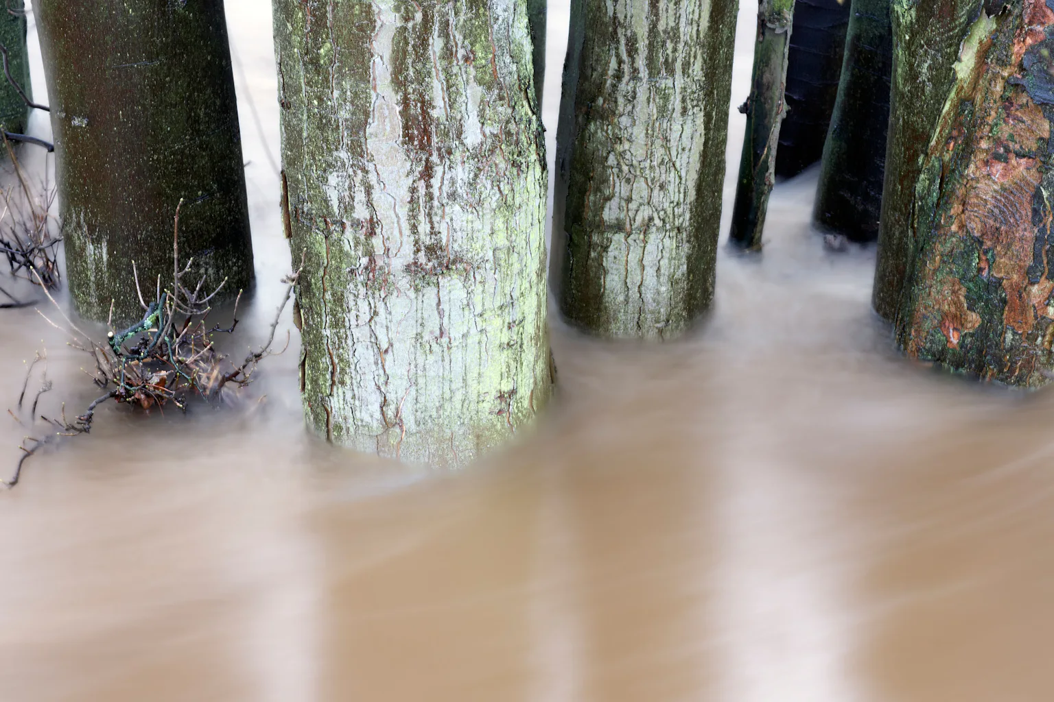 Flood Infected Tree Five surprising ways that trees help prevent flooding