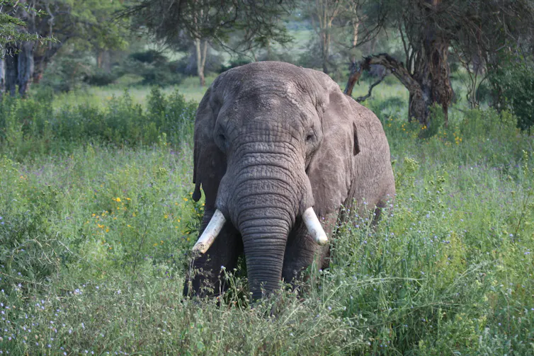 A bull elephant faces the camera surrounded by vegetation.