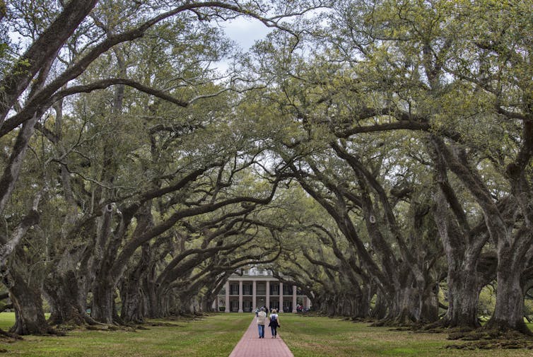 An avenue of oaks leading to a white building with columns.