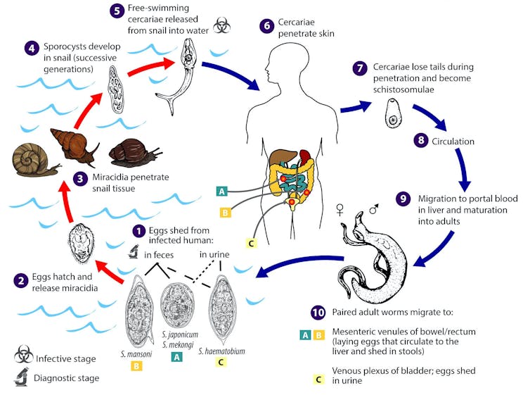 Schistosomiasis infection cycle diagram