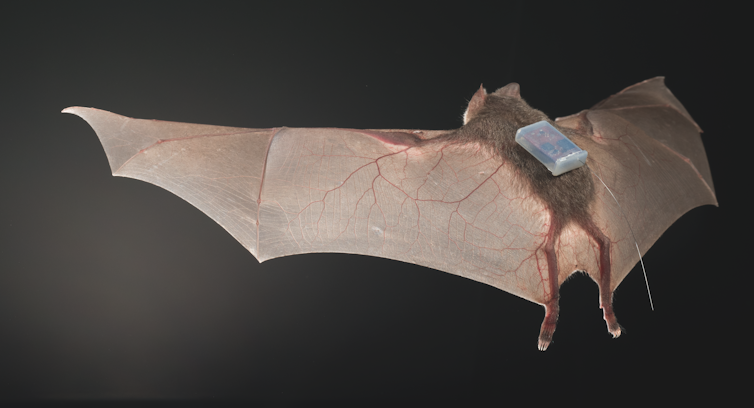 a bat in flight shown from behind with a little rectangular transmitter attached to its back