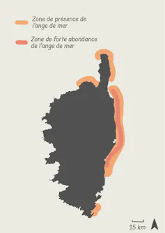 Zone de distribution actuelle de l’ange de mer (Squatina squatina) en Corse
