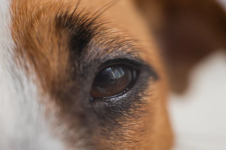 Close up of dog's eye