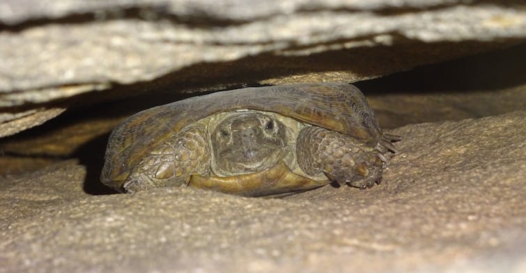 A small, flat tortoise pictured between rocks.
