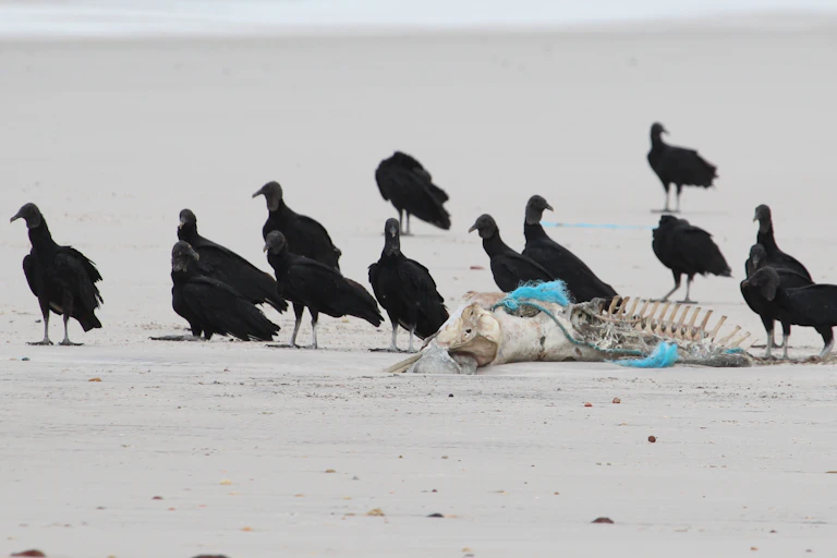 Black birds surround a dolphin skeleton on a beach.