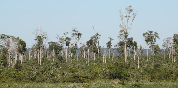 A former tropical forest with small, stunted trees.