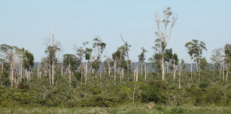 A former tropical forest with small, stunted trees.
