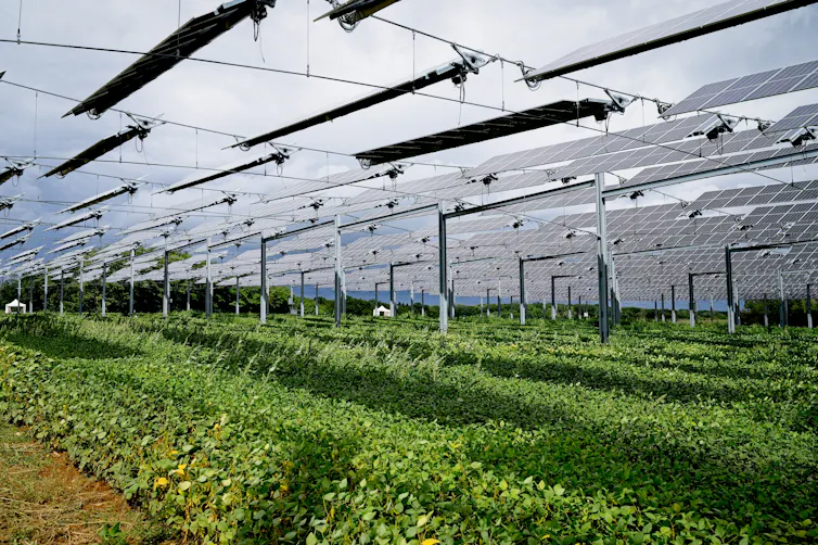 Solar panels above a fields of growing crops.
