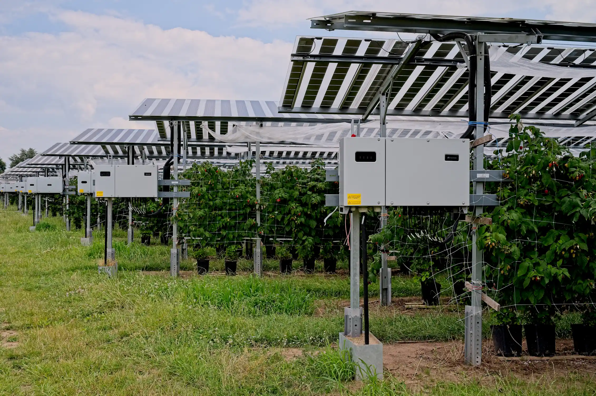How farmers can install solar panels in fields without damaging the ...