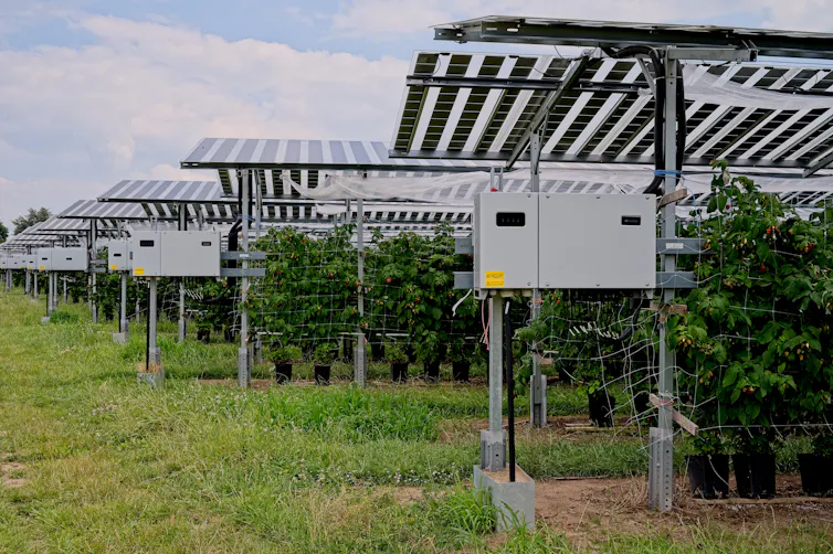 Solar panels installed over a field of raspberry crops.