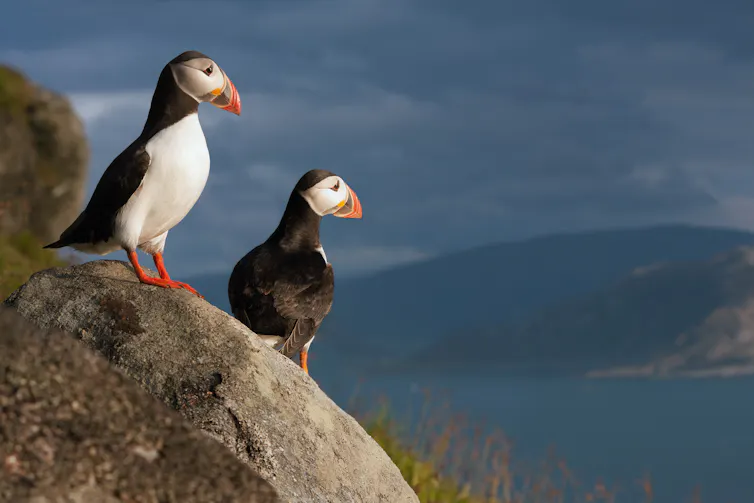 Two puffins on a cliff looking at the sea from
