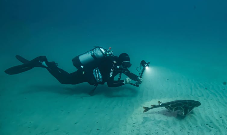 An angel seal equipped with an acoustic transmitter