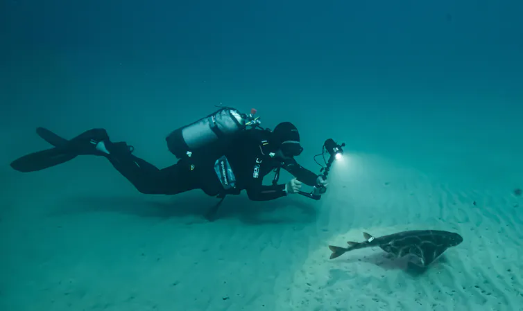 Un ange de mer équipé d’un émetteur acoustique