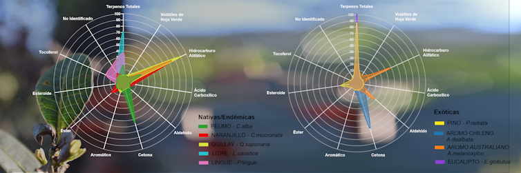 Gráficas con los nombres de compuestos volátiles orgánicos identificados y su concentración relativa en las especies estudiadas.