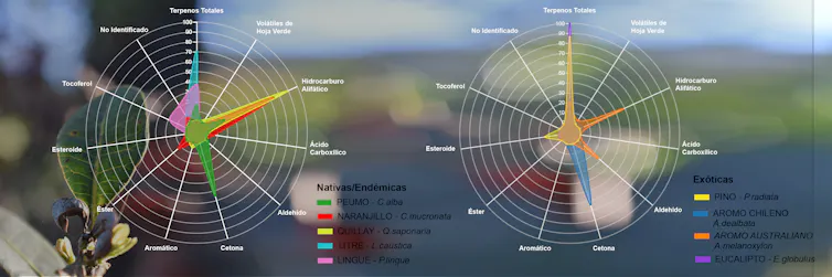 Gráficas con los nombres de compuestos volátiles orgánicos identificados y su concentración relativa en las especies estudiadas.