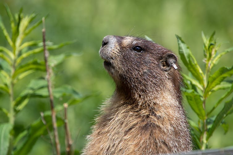 A marmot with a small device clipped to its ear, looking upwards.