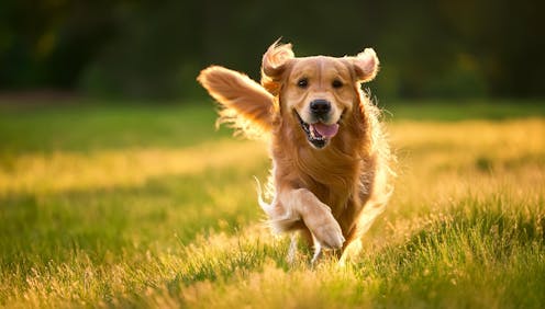 5 tips to help your canine friends live their best life