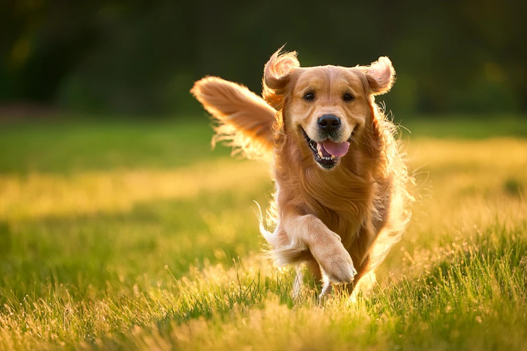 Golden retriever happily running through sunlit grass.
