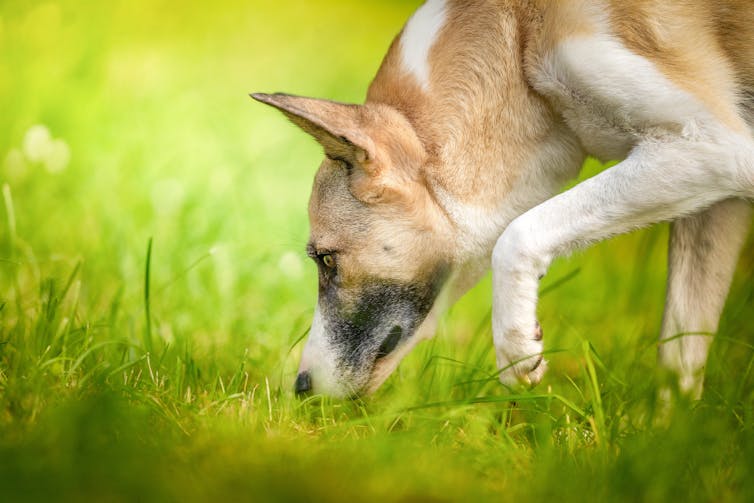 A fawn and white dog with upright ears is sniffing the grass with one front paw raised