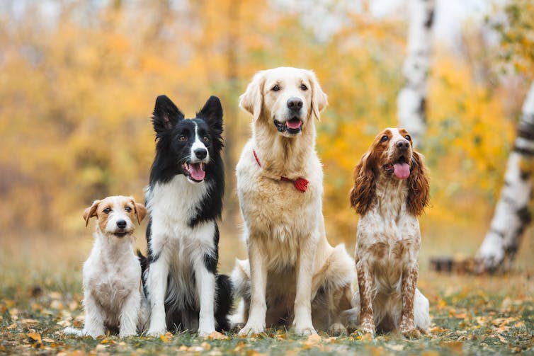 A group of four dogs of various sizes and colours, cost type and ear positions.