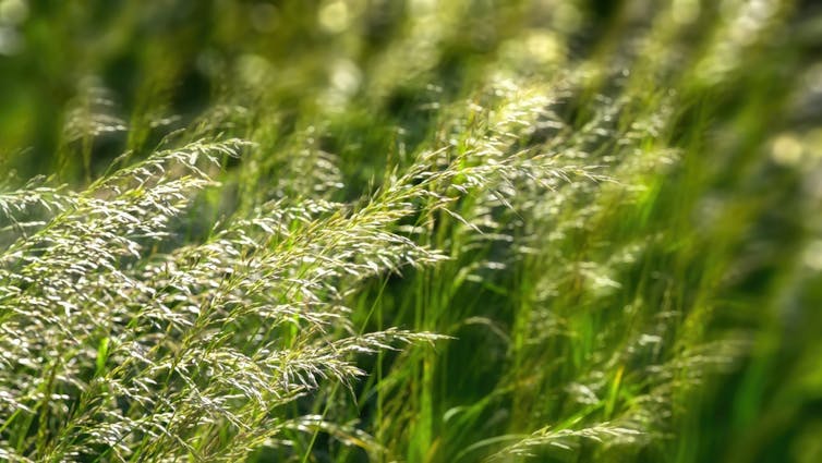 Tall grasses waving in the wind