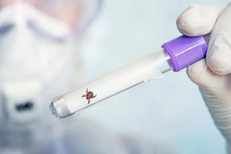 A tick inside a medical vial.