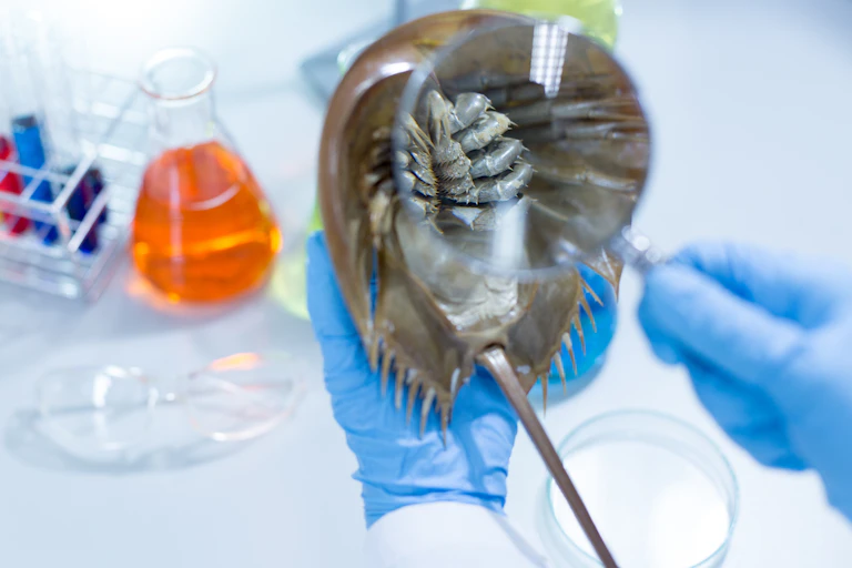 horseshoe crab being held by scientist with blue gloves in lab, magnifying glass