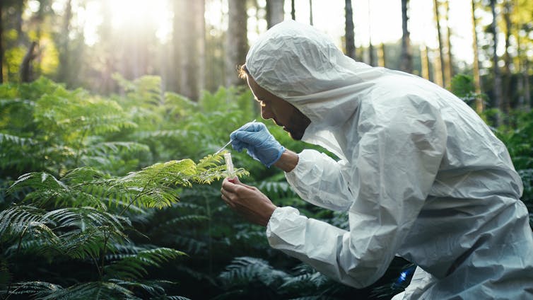 scientist in white protective clothing, taking a swab of green forest plants