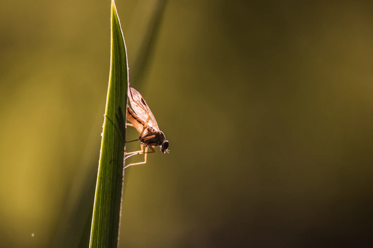 Midge on a blade of grass
