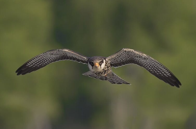 falcon flying towards camera