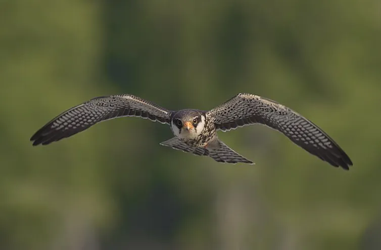 falcon flying towards camera