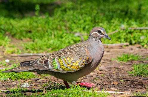 birds are reshaping themselves in a warming world